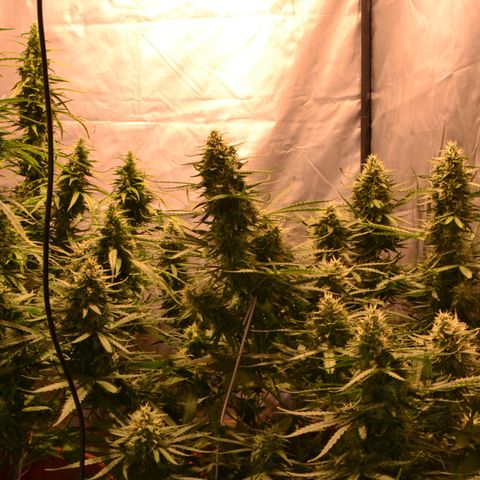 Think different growlog timeline photo