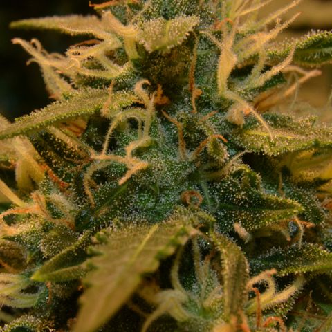 Think different growlog timeline photo