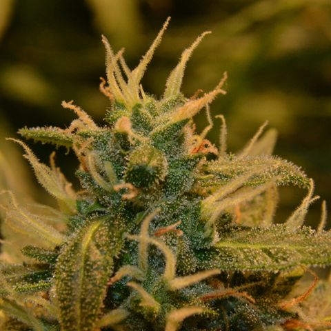 Think different growlog timeline photo