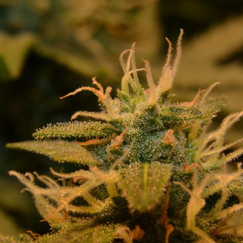 Think different growlog timeline photo
