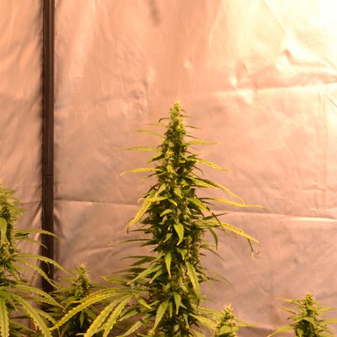 Super Skunk Auto growlog timeline photo