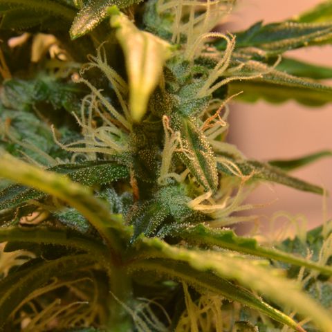 Super Skunk Auto growlog timeline photo