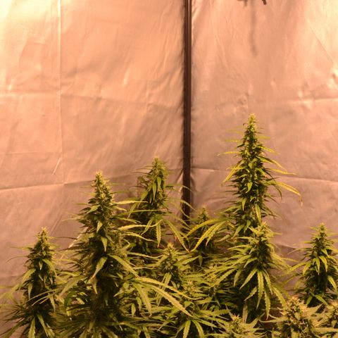 Super Skunk Auto growlog timeline photo