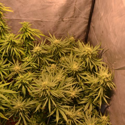 Think different growlog timeline photo