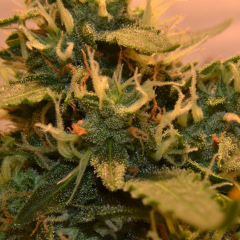 Think different growlog timeline photo