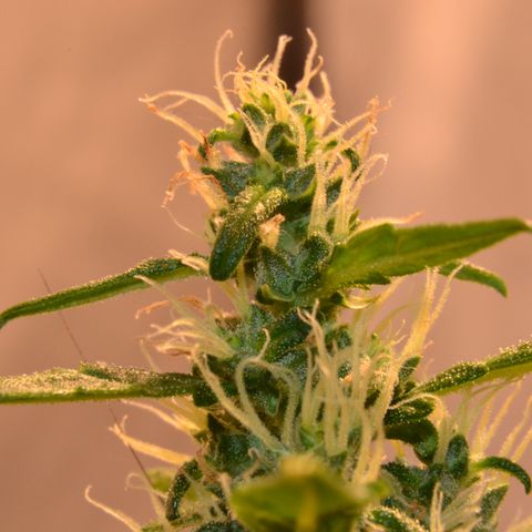 Super Skunk Auto growlog timeline photo