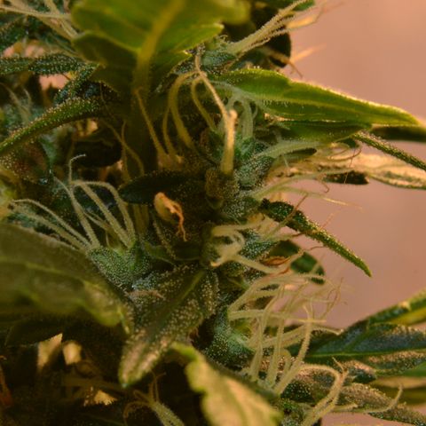Super Skunk Auto growlog timeline photo