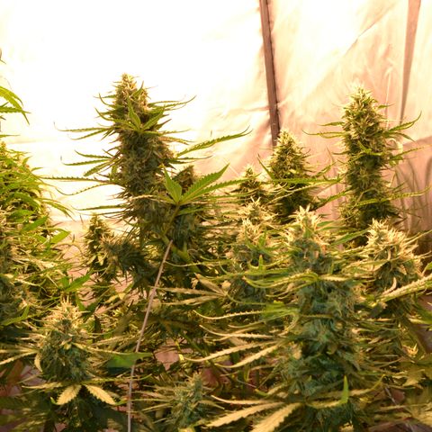 Think different growlog timeline photo