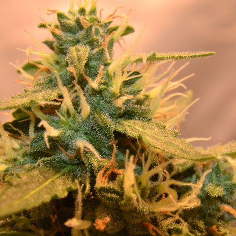Think different growlog timeline photo