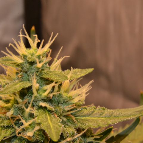 Think different growlog timeline photo
