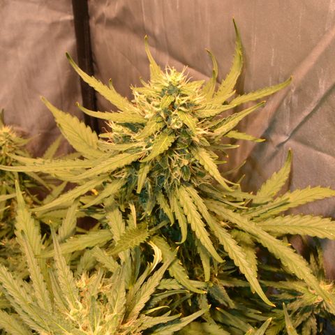 Think different growlog timeline photo