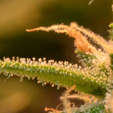 Think different growlog timeline photo