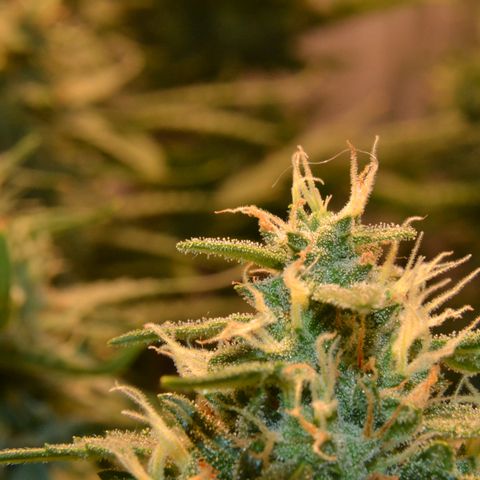 Think different growlog timeline photo