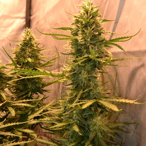 Think different growlog timeline photo
