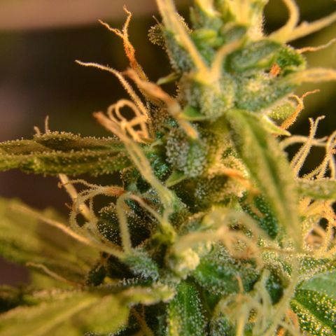 Super Skunk Auto growlog timeline photo