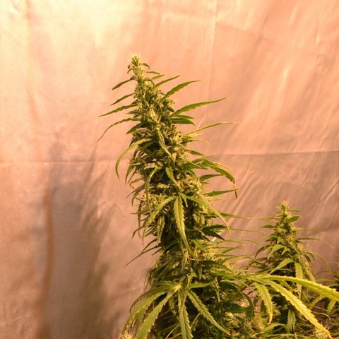 Super Skunk Auto growlog timeline photo