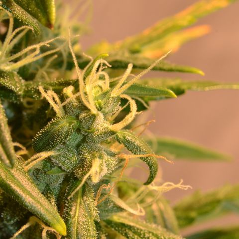 Super Skunk Auto growlog timeline photo