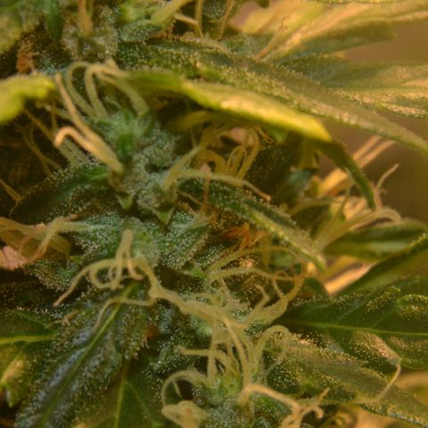 Super Skunk Auto growlog timeline photo