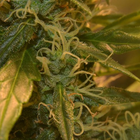 Super Skunk Auto growlog timeline photo