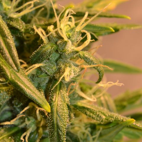 Super Skunk Auto growlog timeline photo