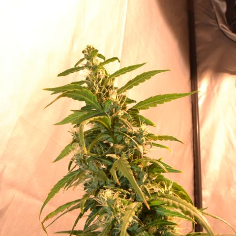 Super Skunk Auto growlog timeline photo