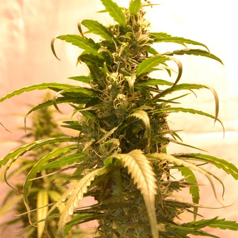 Super Skunk Auto growlog timeline photo