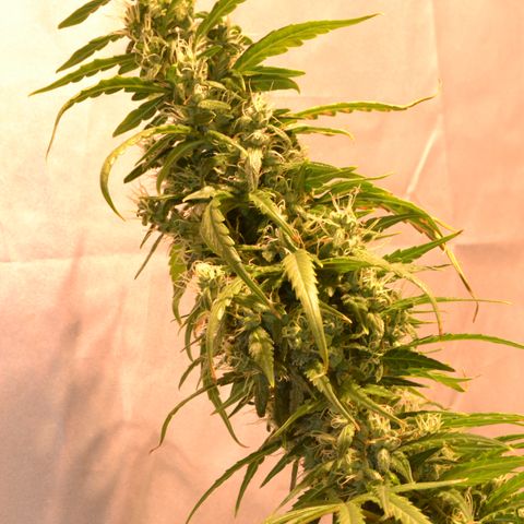 Super Skunk Auto growlog timeline photo