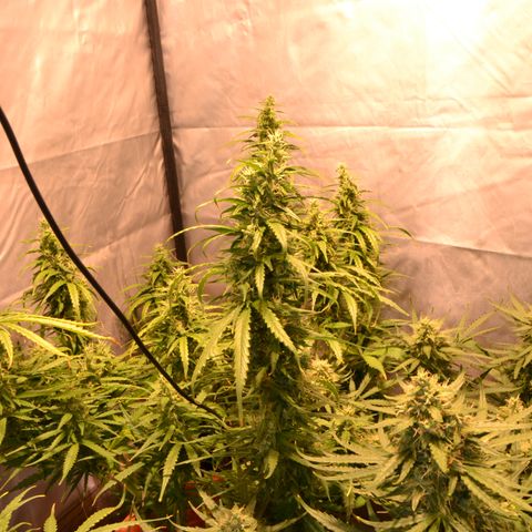 Super Skunk Auto growlog timeline photo