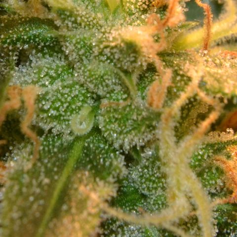 Super Skunk Auto growlog timeline photo