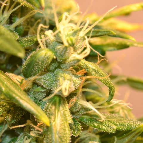 Super Skunk Auto growlog timeline photo