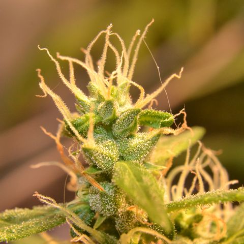 Super Skunk Auto growlog timeline photo