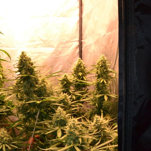 Think different growlog timeline photo