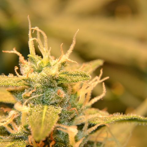 Think different growlog timeline photo