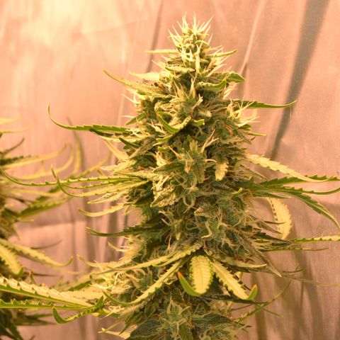 Think different growlog timeline photo