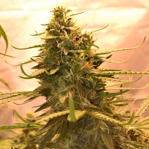 Think different growlog timeline photo
