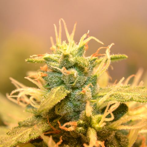 Think different growlog timeline photo