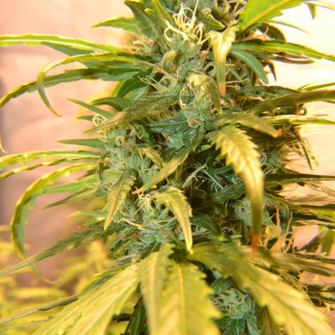 Super Skunk Auto growlog timeline photo