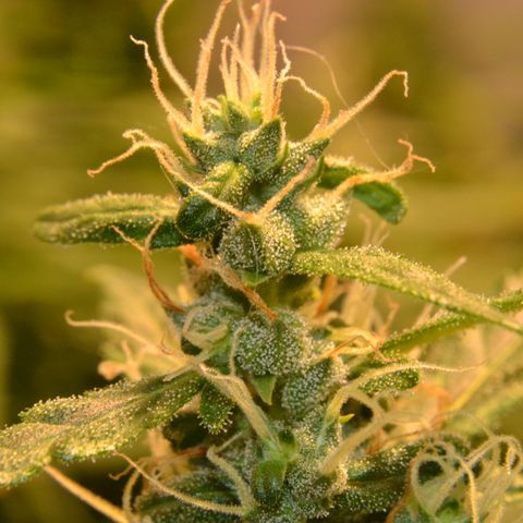 Super Skunk Auto growlog timeline photo
