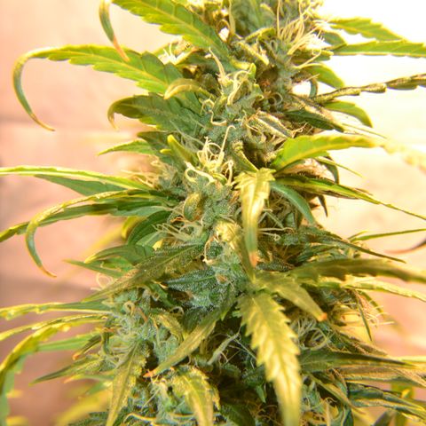 Super Skunk Auto growlog timeline photo