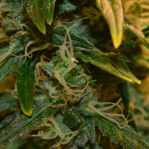 Super Skunk Auto growlog timeline photo