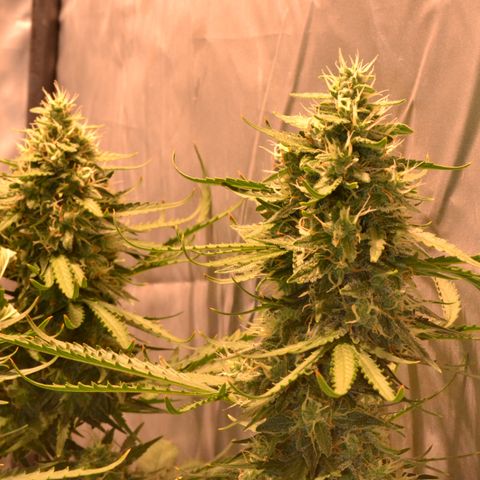 Think different growlog timeline photo