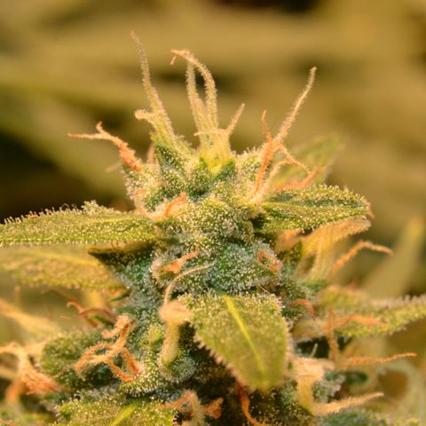 Think different growlog timeline photo