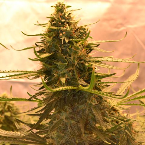 Think different growlog timeline photo