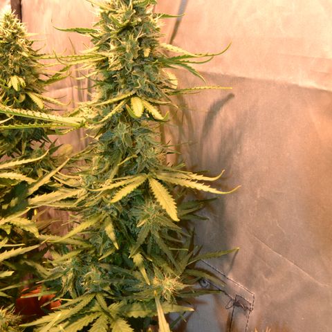 Think different growlog timeline photo