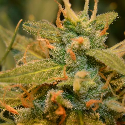 Think different growlog timeline photo