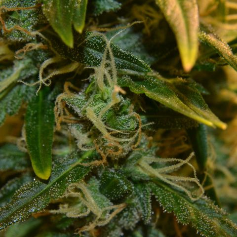 Super Skunk Auto growlog timeline photo