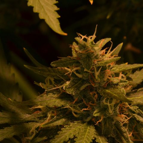 Think different growlog timeline photo