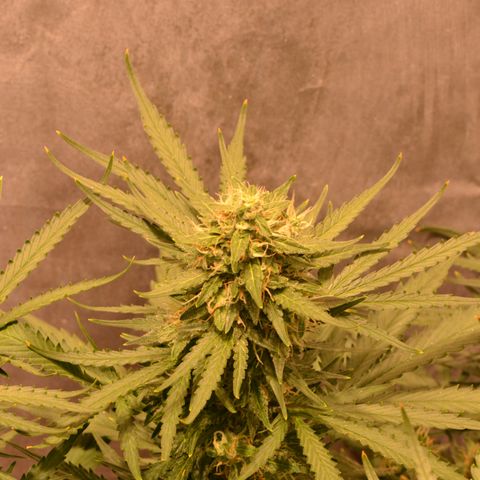 Think different growlog timeline photo