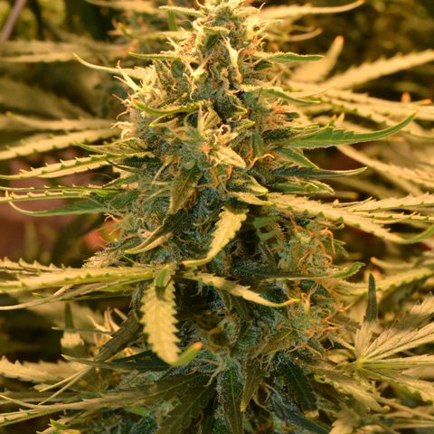 Think different growlog timeline photo