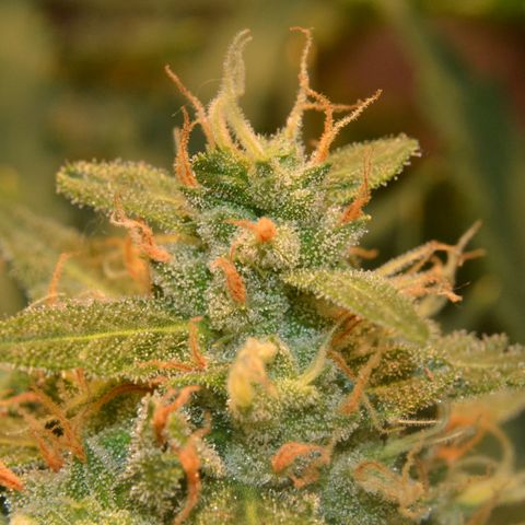 Think different growlog timeline photo
